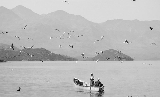 Chasing Birds and Waterlilies